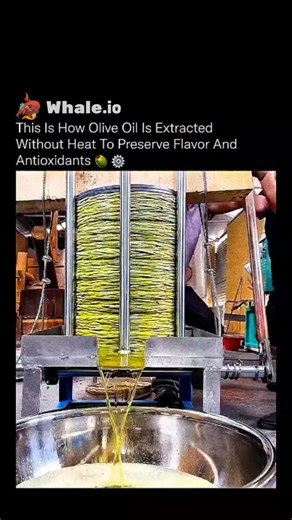 Education || history || technology on Instagram: "Extracting olive oil without heat is the difference between preserving nature and destroying it 🧬💧This process, often referred to as cold or heat-free extraction, relies on slow mechanical pressure instead of high temperatures. Fresh olives are first crushed into a paste, then stacked in layers and gently pressed so the oil separates naturally from water and solids.By avoiding heat entirely, the oil retains polyphenols, antioxidants, and health