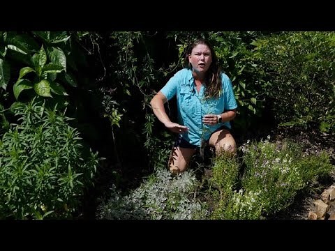 Get It Growing: Invasive chamberbitter can take over garden beds