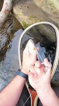 Catching BROWN TROUT doesn’t get any better 🎣 #fishing #troutfishing #trout #fish #browntrout