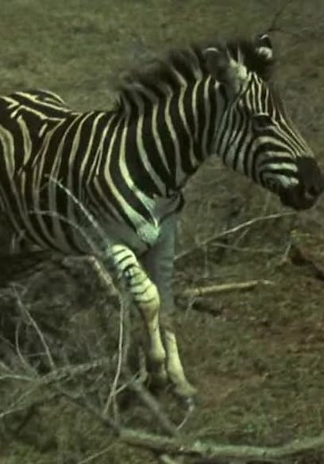 Daktari S01:E02 - Predator of Wameru