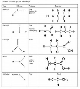 Circle the functional group in the example. The image shows dif... | Filo