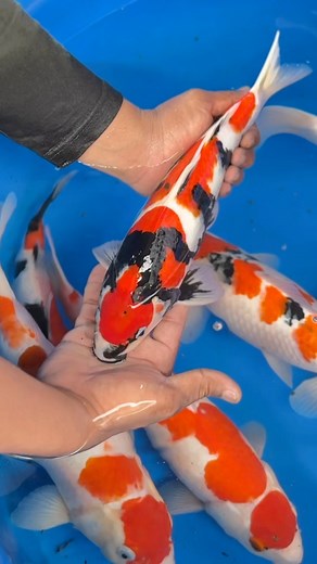 Gudangnya bahan Koi untuk show🤩🤩 review harganya pis tipis #Koi #koishow #fish #bakjejer | Buchori Koi Channel