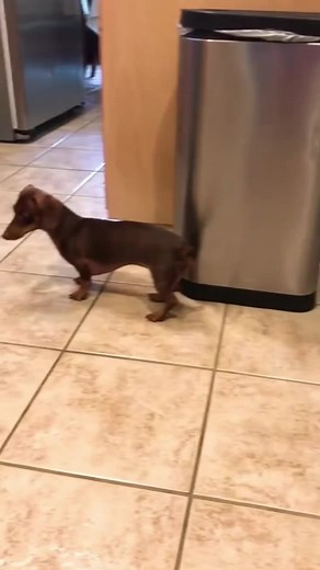 Tiny Dachshunds Bringing Big Chaos!