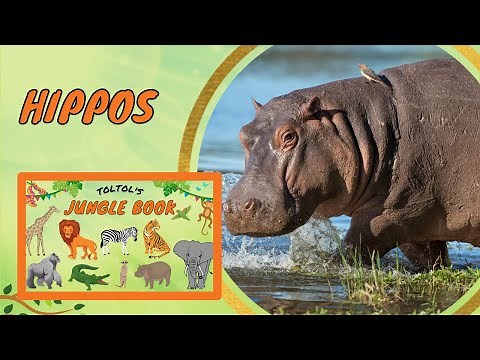 How do Hippos walk underwater? Hippos sweat Pink! | Toltol’s Jungle Life Book - Kids Encyclopedia