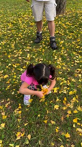 251K views · 9K reactions | Ginkgo Foliage | Inday roning | Facebook