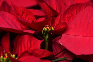 How to Propagate Poinsettia Cuttings (Ultimate Guide) - Gardenisms