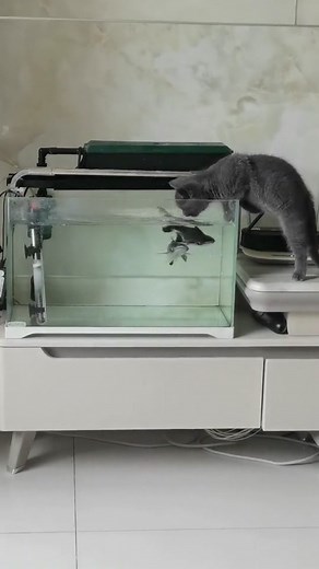 Fish Attacks the Cat 😂#somebady #catsoftiktok #cute #cat