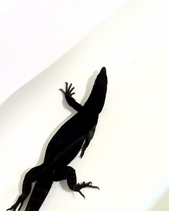 She's so friendly and he's not so much 😆 | Furry Tails