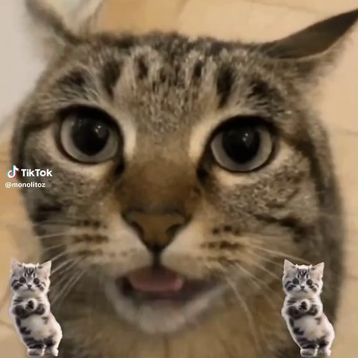 Sigma Boy Cat Dancing Meme Compilation