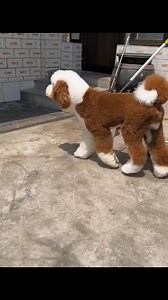 Beautiful color❤️🐩 #aboutpoodle #poodle #poodlelife | About Poodle