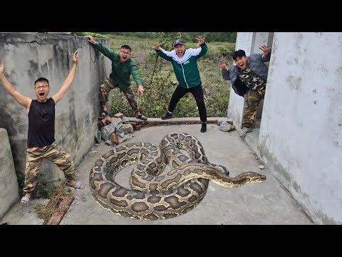 Brave Expert Rescues Young Man From Giant Python And 100 Dragon Snakes