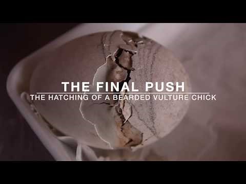 The final push - the hatching of a Bearded Vulture chick