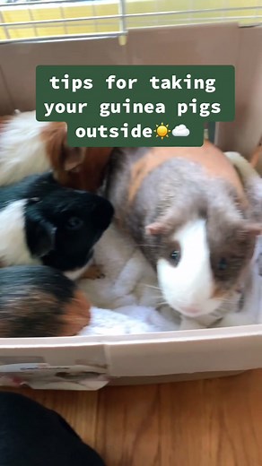helpful things to know when taking your guinea pigs outside 😁💕 follow my insta - link in bio #guineapigs #nature #spring