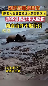 11K views · 292 reactions | A tourist encountered a wild giant #panda strolling along the river in Taibai County of northwest China's Shaanxi Province during the National Day holiday. #WildChina (Video via Douyin account of shanshixinwen) | China News 中国新闻网 | Facebook
