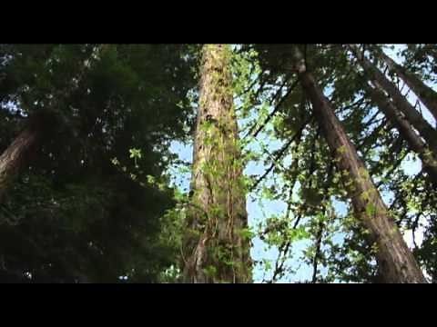 Reflections on Daystar