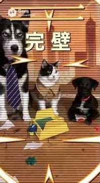 Perfection 2 ft Havoc the Husky, Lily and Chewie