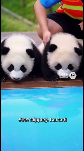 Panda Water Slide Debut: First Slide, Big Splash!