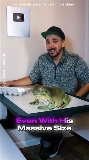 From small to HUGE 🐸This frog grew way bigger than anyone imagined.
