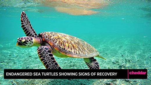 Endangered Sea Turtles Showing Signs of Recovery