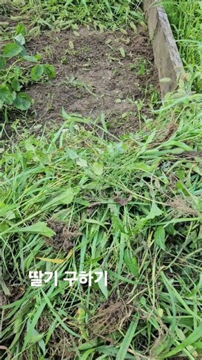 전원일기ㅡ 풀속에 있는건 무엇.