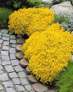 2 Sedum acre - Poivre des murailles