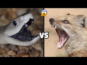 BLACK MAMBA VS MONGOOSE - Who Will Win?