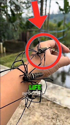 Top 5 Biggest Spiders on Earth That Will Haunt Your Nightmares 😳🕷️🔥 #animals #facts #shorts