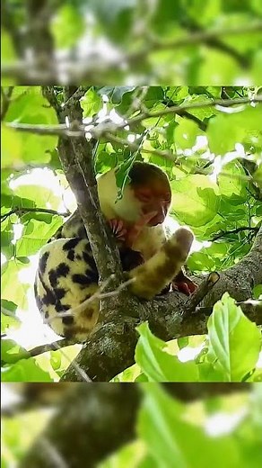 Kuskus Waigeo: Hewan yang Mirip Banget Kartun Marsupilami