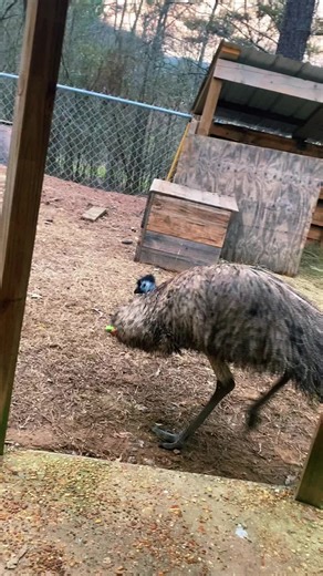 Miss Penny Dancing Compilation: Fun and Entertaining Emu Videos
