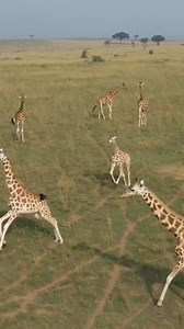 📍A safari in Murchison falls national park in Uganda is an opportunity to encounter big five African mammals plus unforgettable sightings #giraffes, towering the savannah & #hippos dotting the shires of the mighty #Nile Morning: Rise early for a sunrise #gamedrive, an ideal time to spot predators on the prowl and witness the savannah come to life. Marvel at the diverse landscapes, from vast grasslands to dense woodlands, as you search for elusive #wildlife. Afternoon: Return to your lodge for a