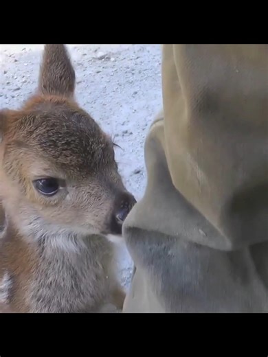 Brave Baby Deer Kneels to Save Its Trapped Mother 🦌❤️