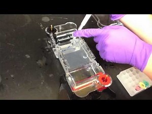 Lab Protocol - Gel Electrophoresis (Unit 12 Biotechnology)