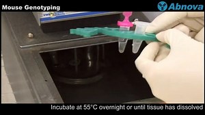 小鼠基因型分型 Mouse Genotyping