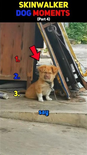 Dogs Showing Strange Skinwalker Moments 🐶👀 (Part 4)