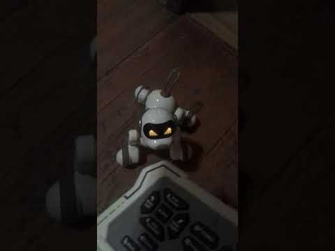 Robot Dog Review (Noodles)