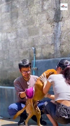 අභයභූමියෙ බව්රාලලව හැඩට සුවදට ඉන්න රහස, Trillium Pet Care ❤️