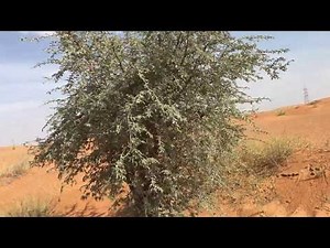 Prosopis cineraria (شجرة الغاف), a Hope in the Desert