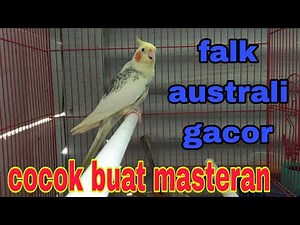 falk australia gacor cocok buat masteran falk malas bunyi
