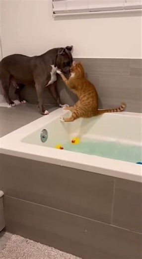 Wet Cat = Angry Cat Pitbull Learns the Hard Way #crazy #dog #viral
