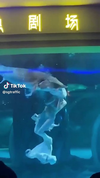 Nàng Tiên Cá Bị Tấn Công Bởi Cá Khổng Lồ