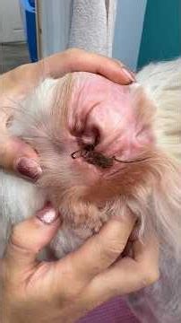 Routine ear cleaning/plucking for Teddy bear ❤️💙#earcleaning #satisfying #earwax #dog #fyp