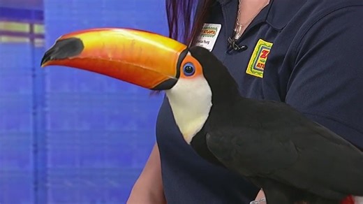 Meet Lupe: Zoo Atlanta's colorful toco toucan