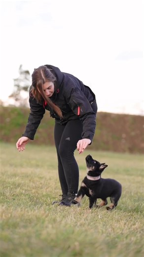 Training German Shepherd Puppies for IQ Dog Sports