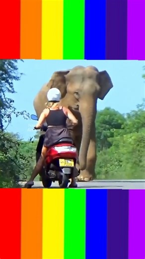 Vijay Surya on Instagram: "🥰🐘💓ஆத்தி லேடிஸ் 💓🐘🥰 #superviralcomedy🥰🦮💞💕❤️💖😍😛♥️🥰🦮💞💕❤️💖😍😛♥️ #elephantcutecomedy #trendingshorts #viralshorts #shortsfeedsinstagram❤️❤️❤️❤️❤️🤗🤗🤗🤗💯💯💯💯❤️❤️❤️❤️❤️❤️💕💞❤️🦮🐈😍😍💕💞😘💝😻💖💖😛🤩🥰🥰❤️🦮🐈🐈😍💕💕💕💞😘😘💝😻💖🎉😛🤩"