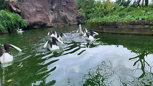 The Australian pelicans (Pelecanus conspicillatus) is a large waterbird of the family Pelecanidae, Australia. usually in groups when on the water.