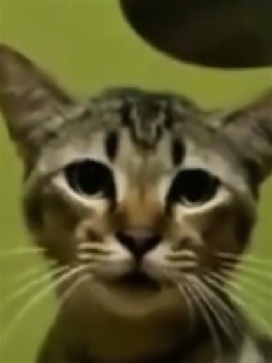 Kucing Lucu dan Meme Paramex yang Bikin Ketawa