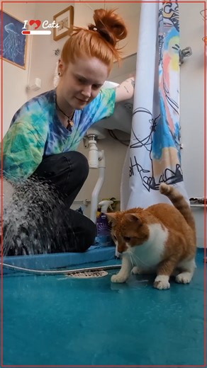 23K views · 1K reactions | This Cat’s Love For Water Is Wild  | iHeartCats.com | Facebook