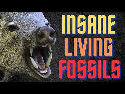 Lazarus Taxa - Believed Long Extinct - Discovered Still Alive