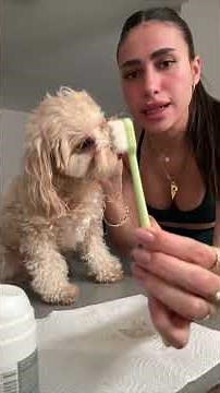 Let's brush my dog's teeth🩷🐩 #karin'sblog