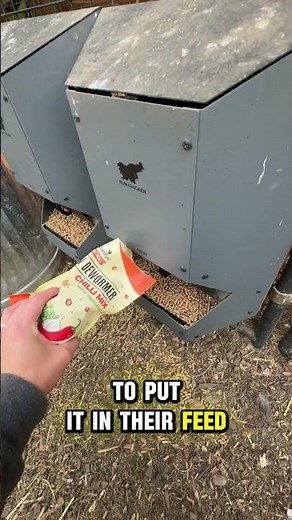 Chickens Got Worms?! Here’s the Natural Fix I’m Trying 🌱